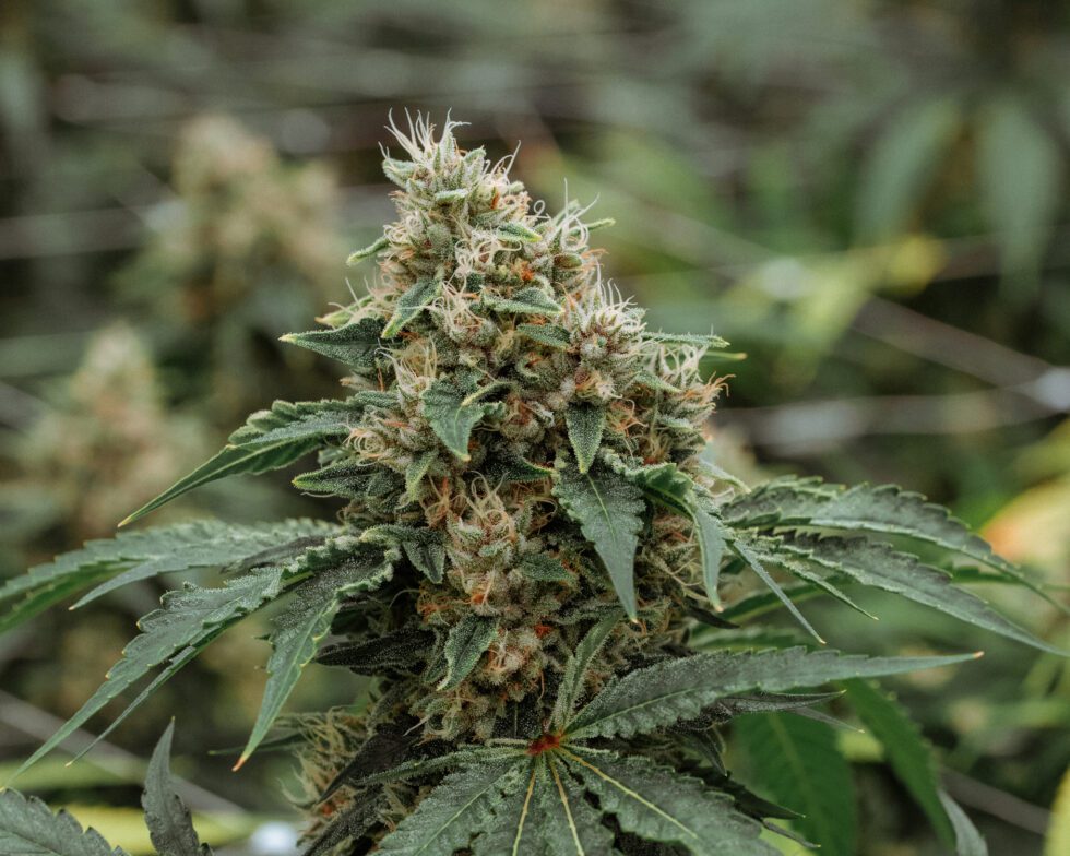 WuuBerry Strain Redbud Roots